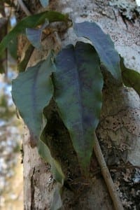 bignonia capreolata