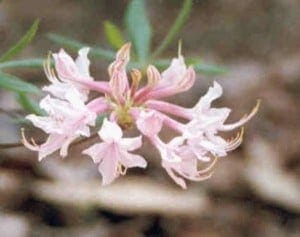 rhododendron canescens