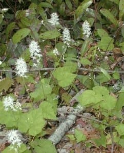 tiarella cordifolia