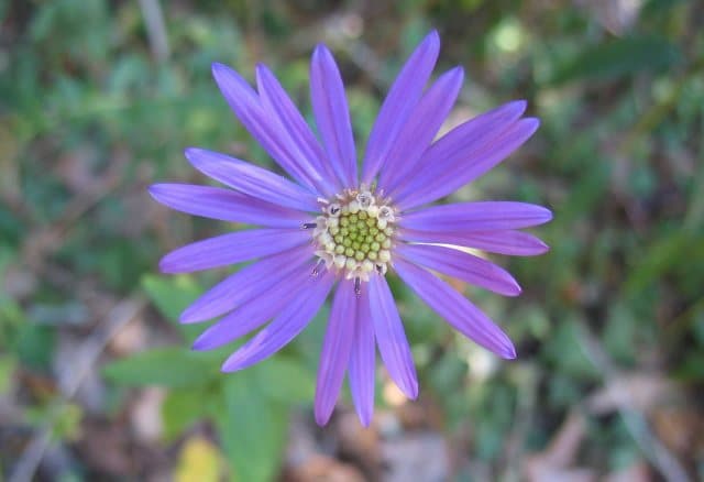 Georgia aster announced as 2015 Plant of the Year for GNPS