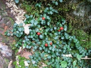 Partridgeberry (Mitchella repens)