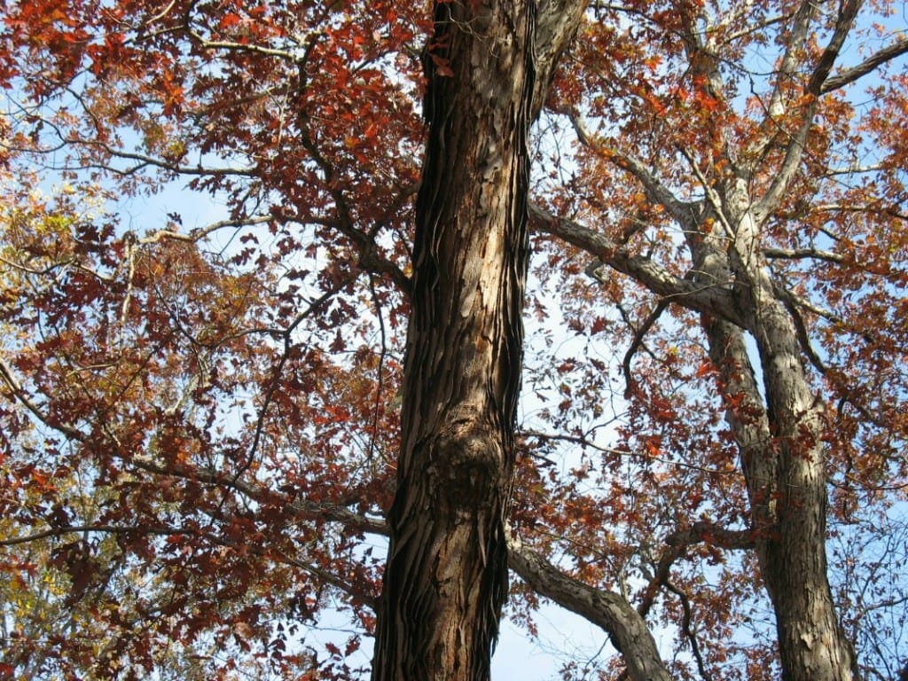 Quercus alba 2 | GNPS