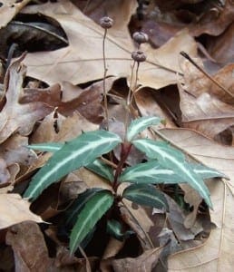 chimaphila maculata