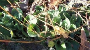 chrysogonum virginianum