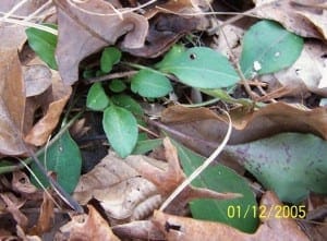 coreopsis auriculata