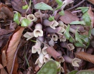 hexastylis arifolia