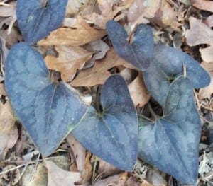 hexastylis arifolia