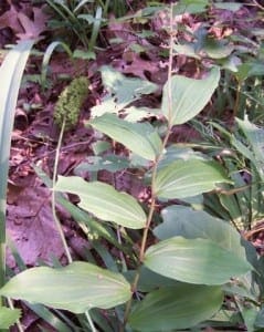 maianthemum racemosum