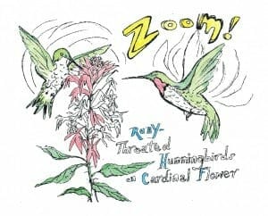 ruby throated hummingbird coloring page