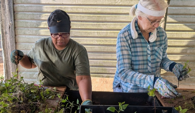 Blue mistflower cuttings BSR 08.20.25