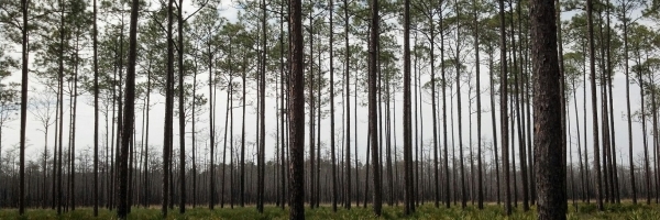 Coastal Plain habitat