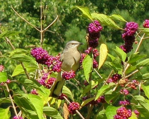 callicarpa americana with bird