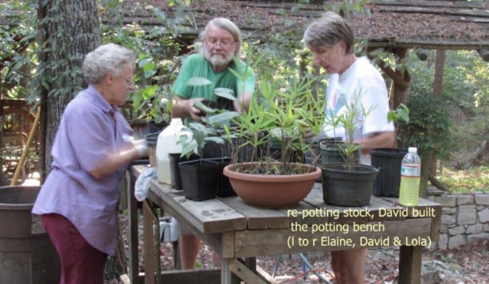 re-potting plants