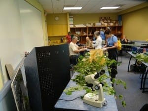 Plant ID workshop at Stone Mountain