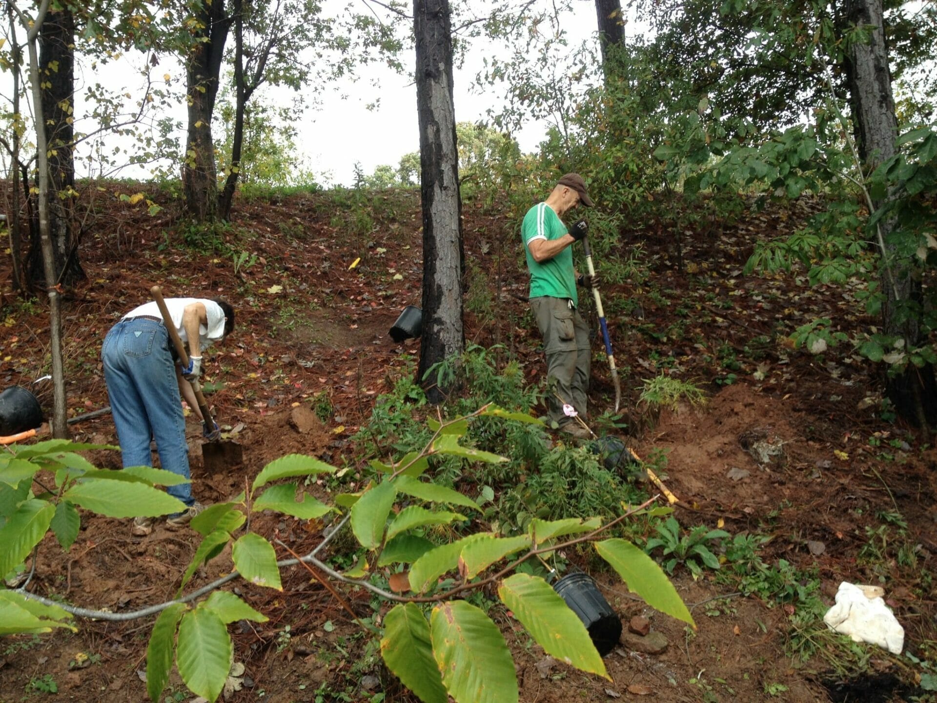 Dedicated volunteers prepare to plant trees and shrubs