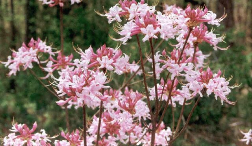 2001_Rhododendron_canescens_03