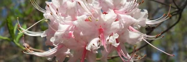 Rhododendron canescens