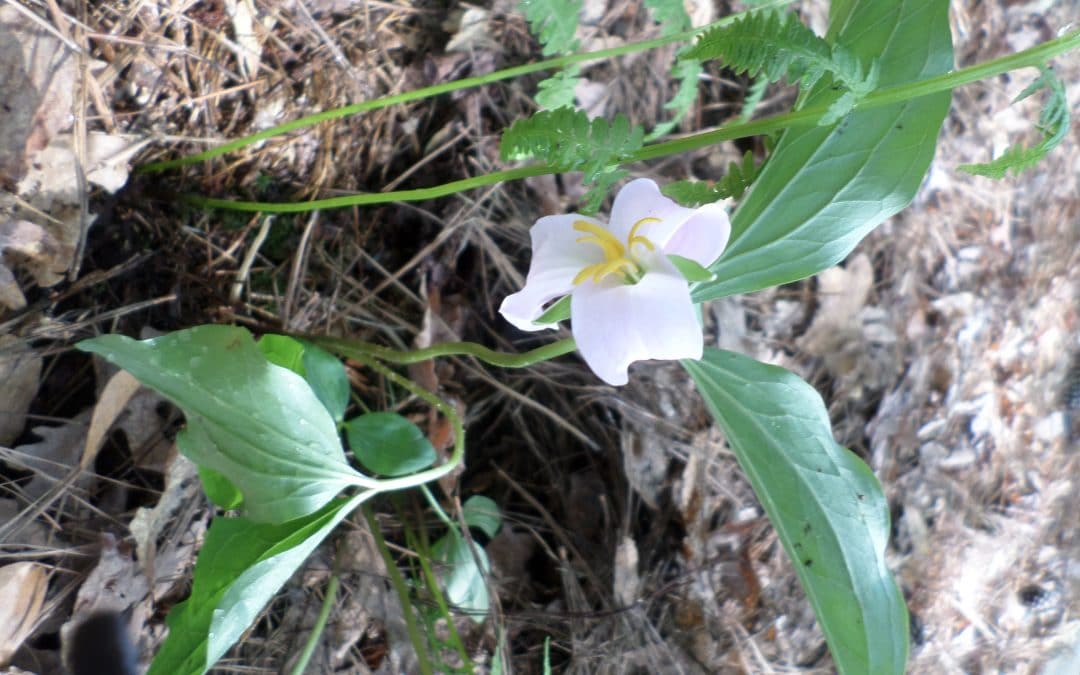 Varieties of Trilliums Added to Trail