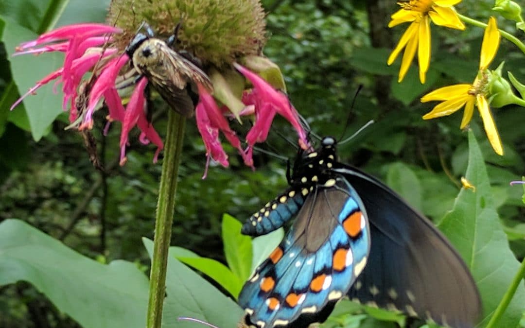 Pollinator Power:  Workshop and Program at the Chattahoochee Nature Center