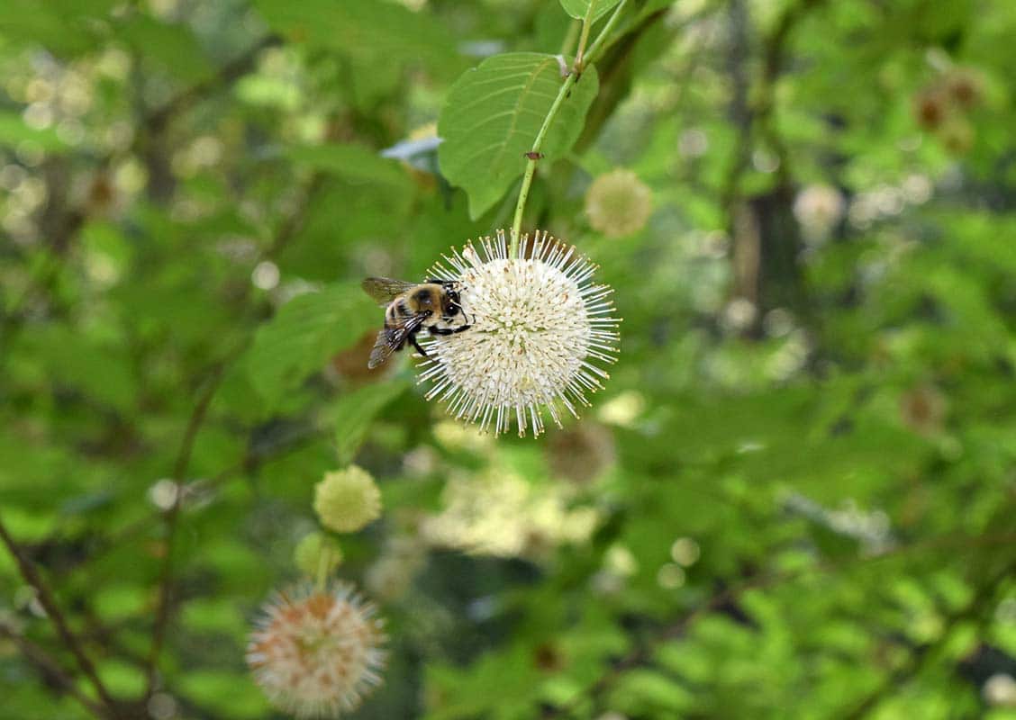 Bee on buttonbush