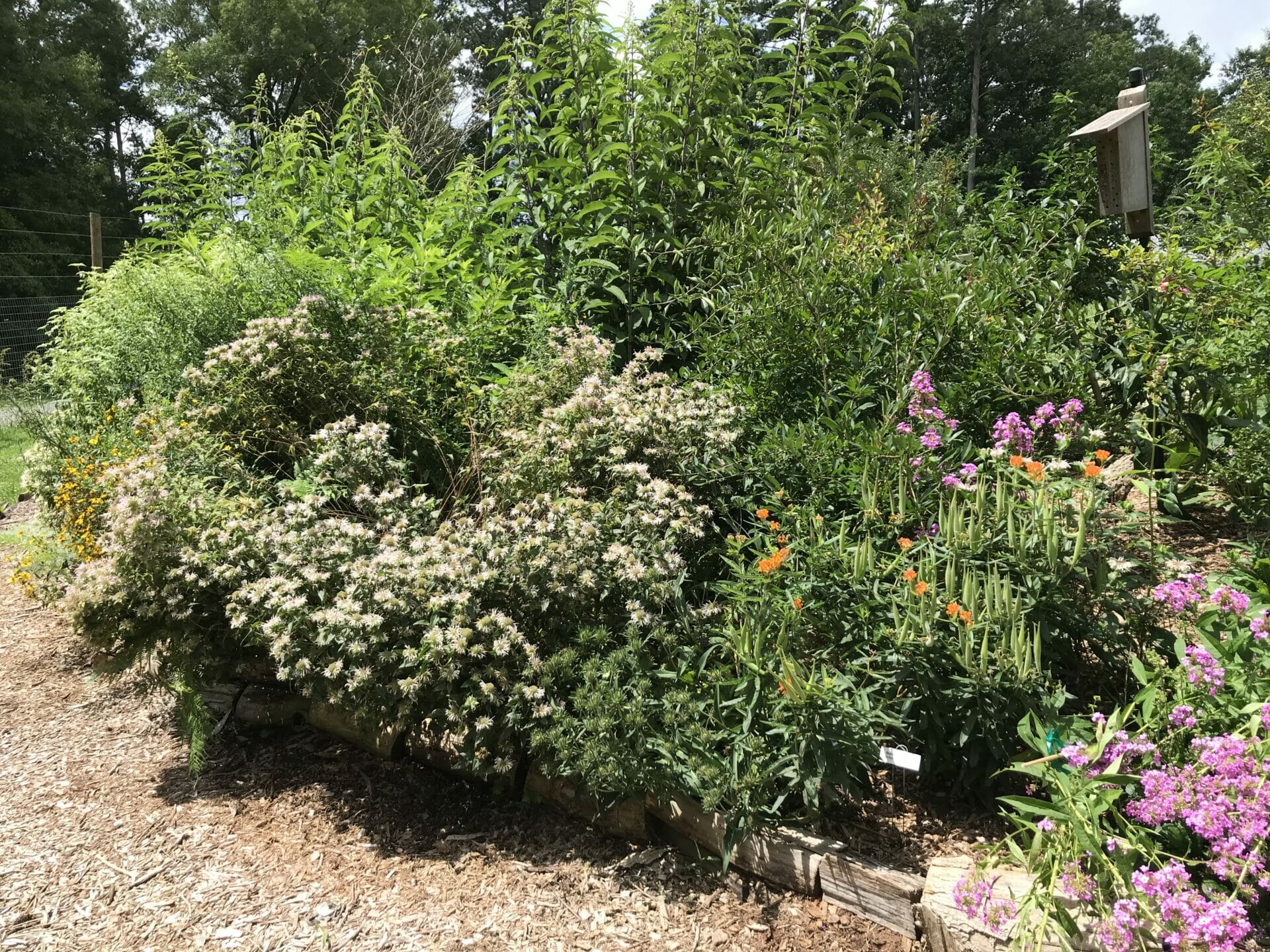 Habitat Garden Blooms July 2020
