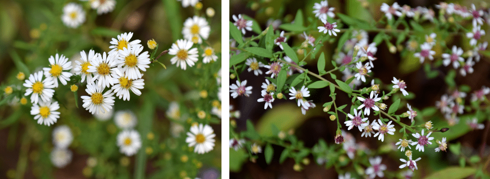 White wood asters