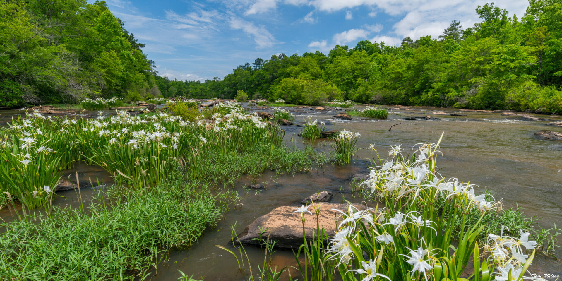 Spider Lilies on Flat Shoals Creek by Tom Wilson