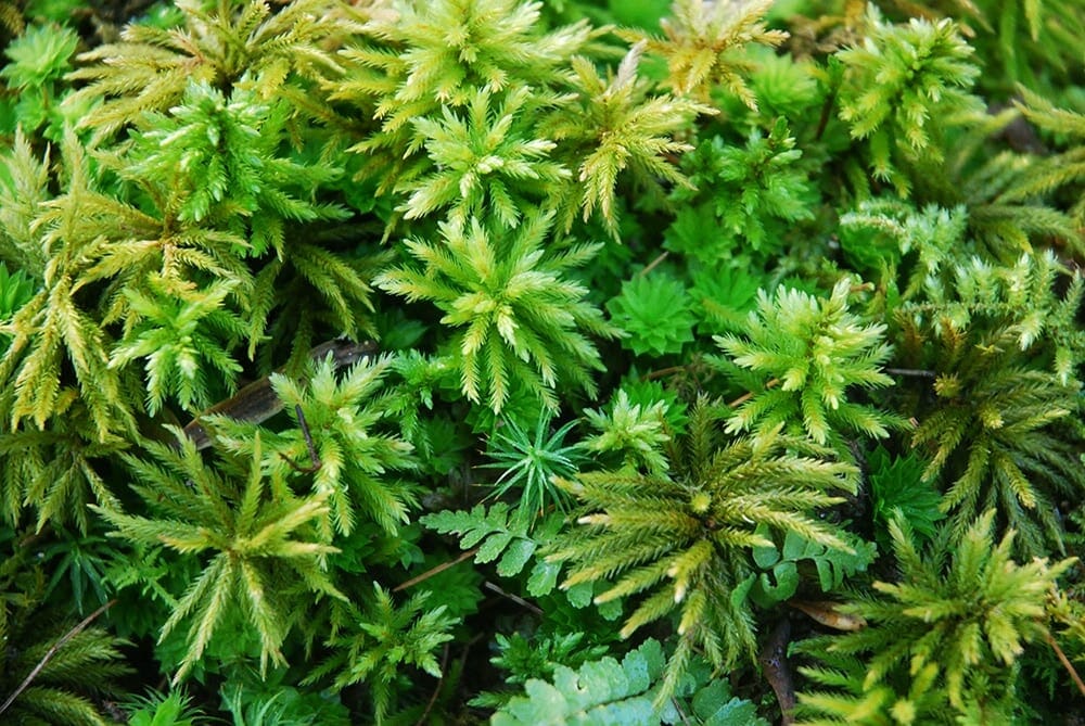 Mountain Moss: Climacium, Rhodo & Poly Mix