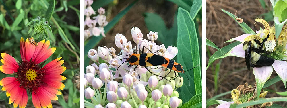 Alapaha Pollinator Count