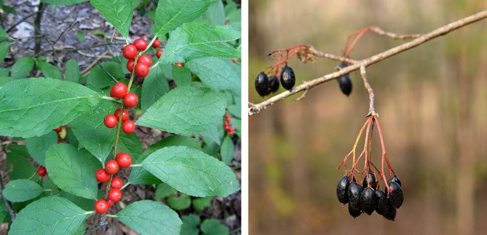 Winterberry and Blackhaw