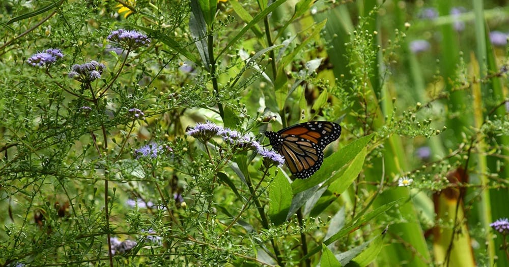 Monarch on Blue Mistflower