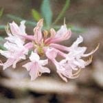 rhododendron canescens