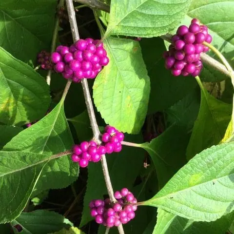 Callicarpa americana (American Beautyberry, American Mulberry