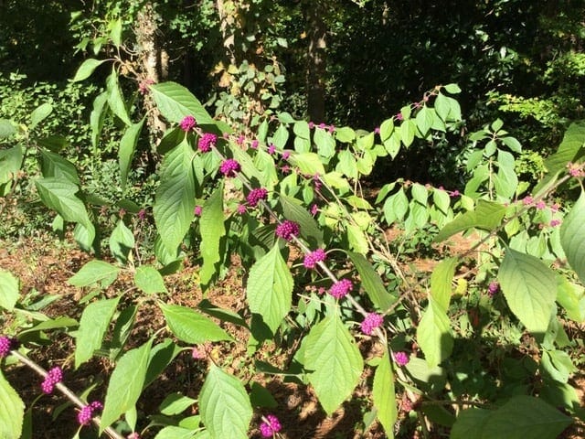 American beautyberry (Callicarpa americana) - GNPS