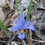 Dwarf Iris (Iris verna)
