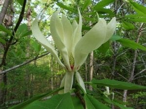 magnolia tripetala
