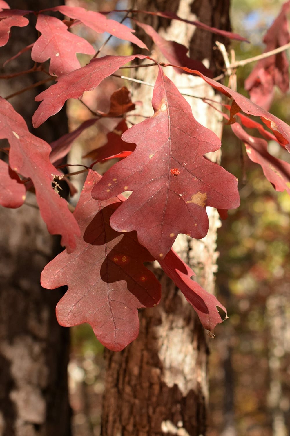 Auttumn leaves of Quercus alba