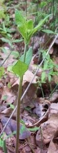 asclepias variegata