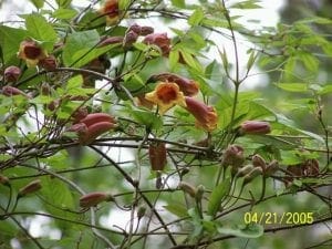 bignonia capreolata