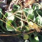 chrysogonum virginianum