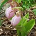 Pink Ladyslipper (Cypripedium acaule) - GNPS