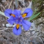 Dwarf Iris (Iris verna)