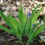 iris cristata