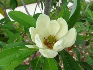 magnolia virginiana