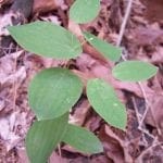 uvularia perfoliata