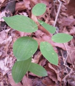 uvularia perfoliata