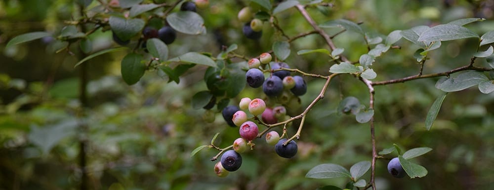 Rabbiteye blueberries