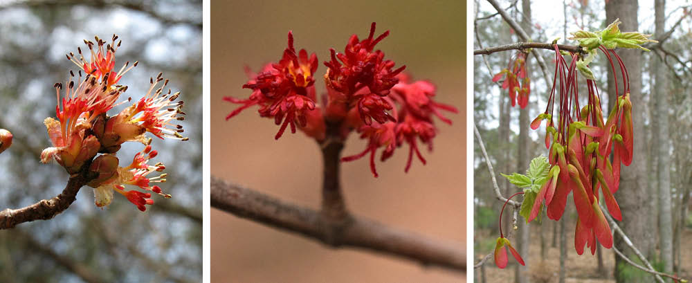 Red maple flowers and seeds