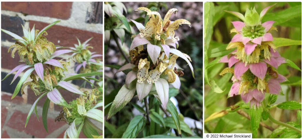 Spotted beebalm flowers