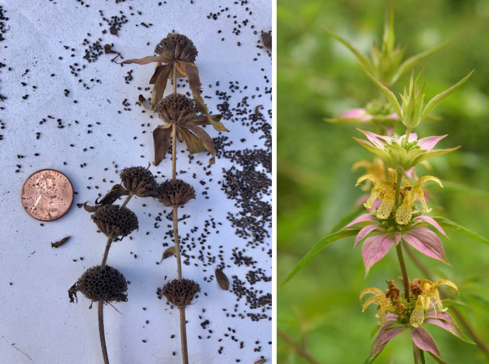 Spotted beebalm seeds and flower